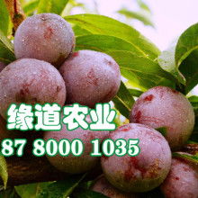 【重庆黄精种苗药材黄精重庆大的中药材种植基地性价比高】-