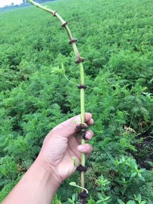 川芎中药材种植中苓子出售