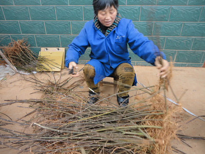 江西中花吴茱萸扦插苗和根发苗今年可供16万株 黄栀子苗、江西药用商州枳壳苗、水杉苗可供量大 药材种子、种苗图片_高清图_细节图-新干县益农药材林木种苗场 -