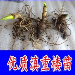 【云南粉质滇重楼种苗种子七叶一枝花苗 优质种苗独角莲种子批发价格_云南粉质滇重楼种苗种子七叶一枝花苗 优质种苗独角莲种子批发厂家】- 