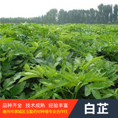白芷种子-白芷种苗-中药材种植基地-高发芽率玉勤药材种植