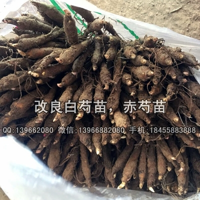 【改良粉花赤芍苗种植GAP基地,赤芍种苗价格批发厂家】价格_厂家_批发_参数_图片_药材种子种苗栏目