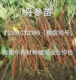 种子丹参报价 厂家