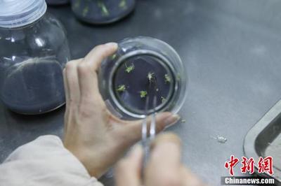 贵州普安:白及种苗繁育忙
