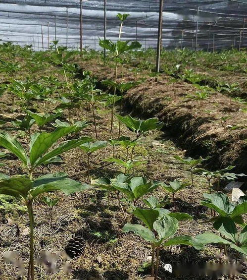 名贵药材重楼种植风险分析