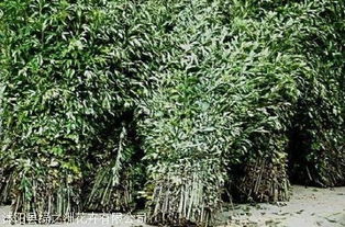 【艾草种子质量好价格便宜】-