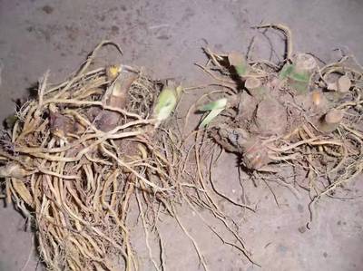 邵东县兴宜仿*态中药材种植专业合作社