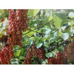 兴安盟五味子种苗基地 高纯度五味子种植基地优选合兴中药材种植