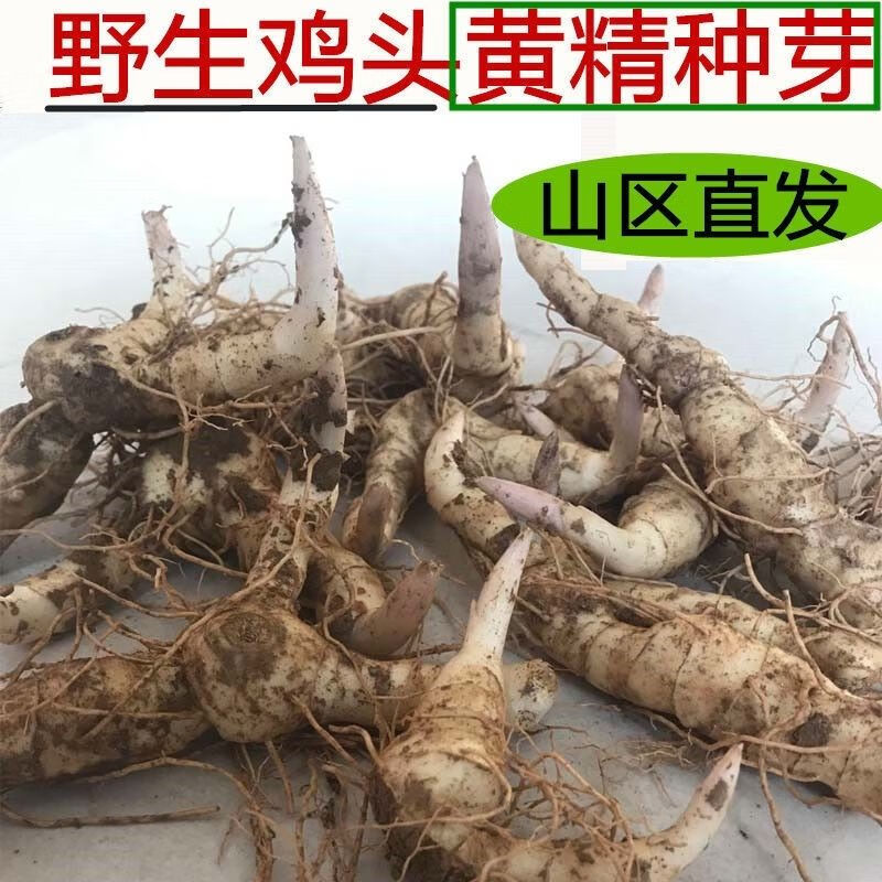 黄精种苗野生新鲜老虎姜鸡头黄精种子种植盆栽滋补药材500g 黄精种芽1