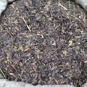 【【龙飞种业】 中药材种子*益母草种子*免费提供种植技术*产品包回收*茺蔚子批发供应*优质益母草种子*种子种苗】价格_厂家_图片 -
