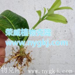 荣威植物克隆,农业新技术推广,果树,花卉,绿化树,药材种苗 荣成市寻山荣威种植园