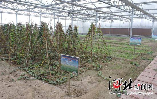 河北着力打造中药材种植养殖“两带三区”提高药材保障能力