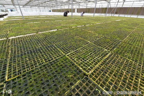 浅谈中药材白芨科学种植技术