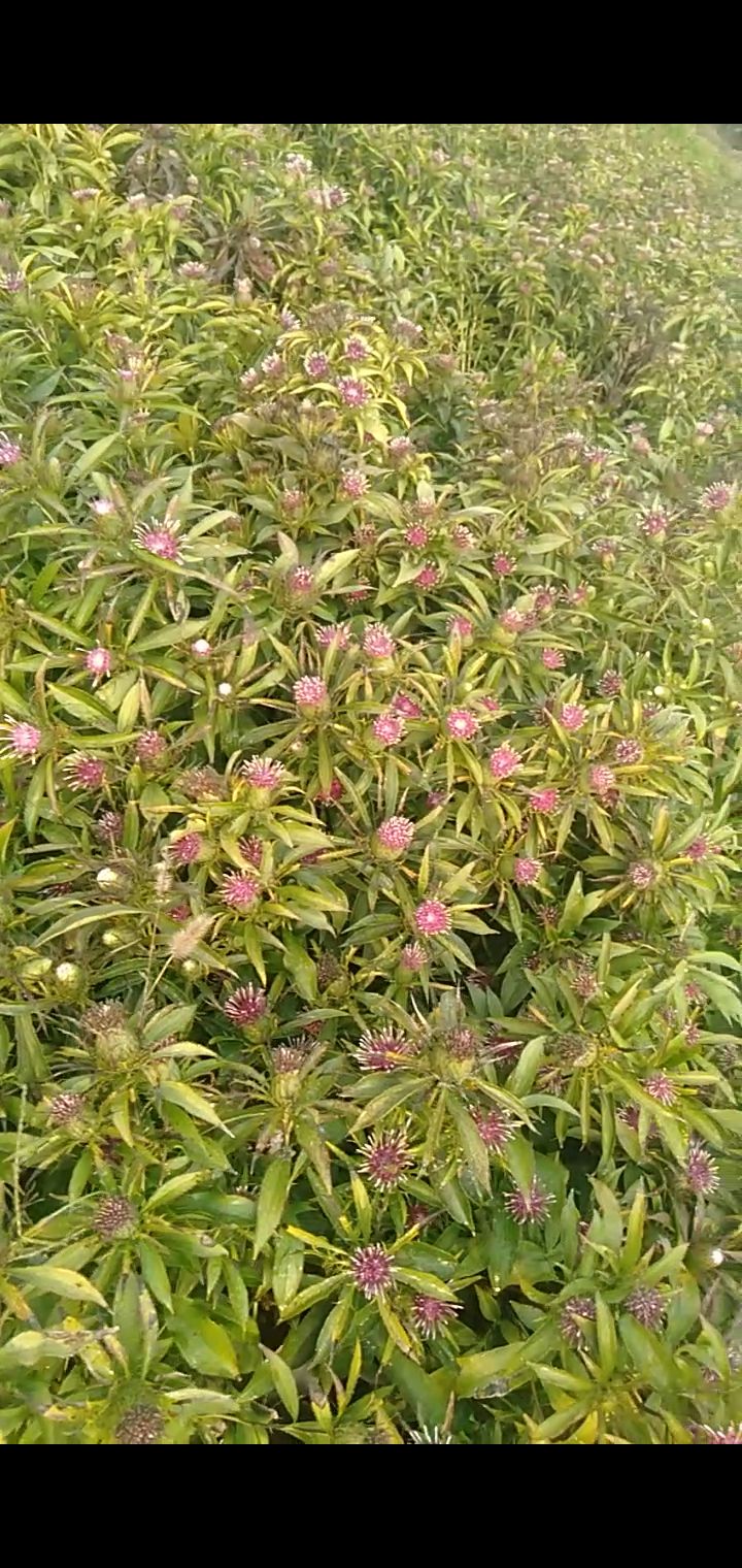 中药白术种子种苗繁育种子萌发特性_网易订阅