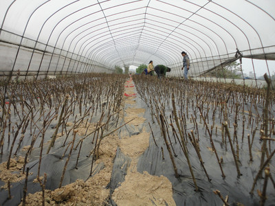 江西中花吴茱萸扦插苗和根发苗今年可供16万株 黄栀子苗、江西药用商州枳壳苗、水杉苗可供量大 药材种子、种苗图片_高清图_细节图-新干县益农药材林木种苗场 -