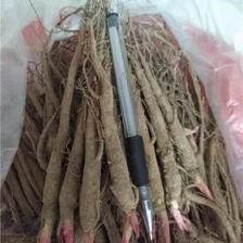 【赤芍苗 白芍苗 芍药苗 赤芍种子】价格,厂家,药材种子种苗-搜了网