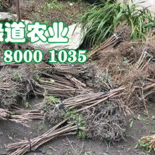 【二年生大金银花苗每棵2元】-