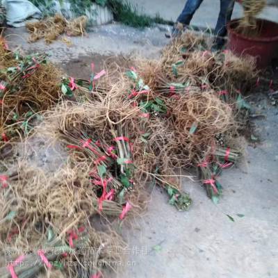 黄花倒水莲苗 倒吊黄苗 油茶苗 茶籽苗–