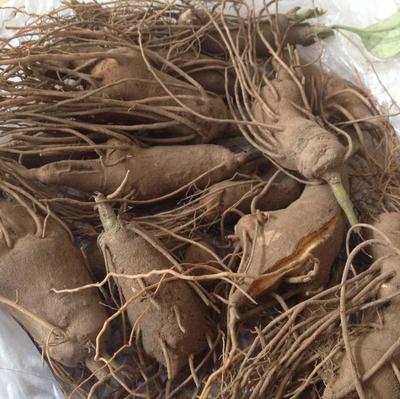 【龙飞种业】中药材种子/河北白术种子种苗/白术苗/改良白术秧苗价格/大货供应白术苗/白术种苗厂家/免费提供种植技术图片_高清图_细节图-安国龙飞种子经营部