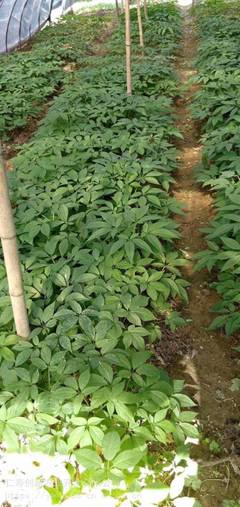 名贵中药材种植,竹节参种子种苗出售,各种中药材种植技术