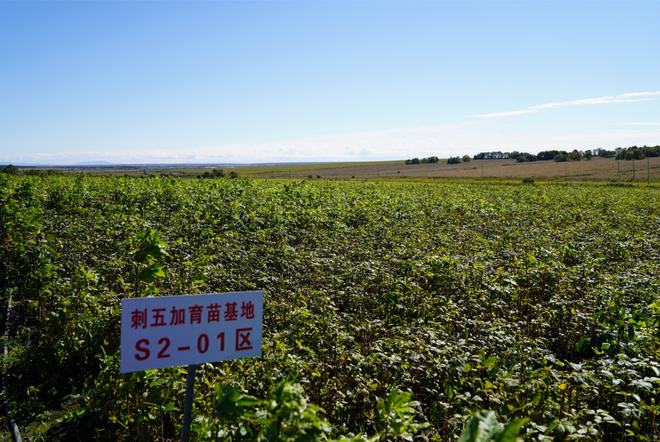 【道地药材看黑龙江】系列报道之100期