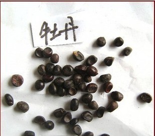 【出售新采花卉种子 牡丹种子 别名:白茸 木芍药 洛阳花 富贵花】价格,厂家,图片,药材种子种苗,沭阳县嘉禾苗木园艺场-