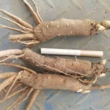 2019药材种子种苗价格 报价 药材种子种苗批发 第3页 种子网