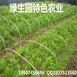 【特色中药材摇钱树种苗总批发】-