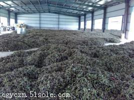 【油用牡丹角子哪里有卖】价格,厂家,药材种子种苗-搜了网