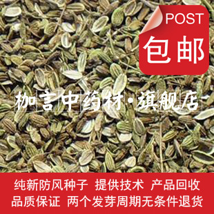 药材种子、种苗-防风种子 关防风种子 包邮 提供技术 产品回收 纯新防风药材种子.