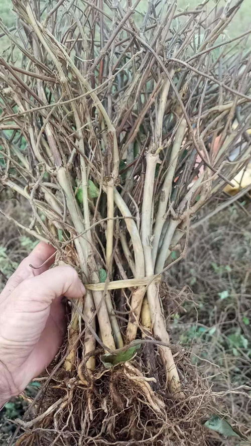 【二年生大金银花苗多少钱】-