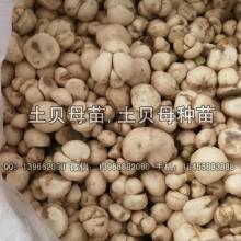 2019药材种子种苗价格 报价 药材种子种苗批发 第6页 种子网