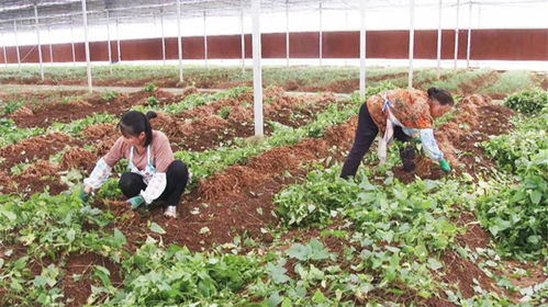 贵州道地药材种子种苗繁育中心 初夏育种育苗忙