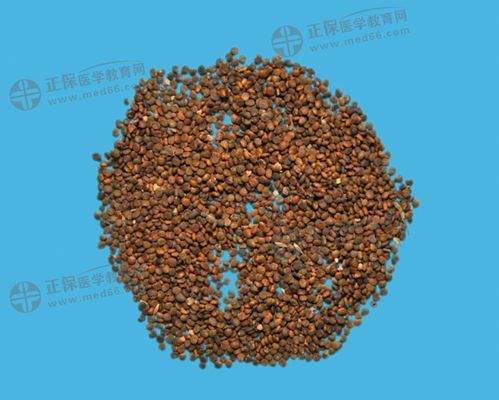 2024年执业药师单味中药大全 沙苑子