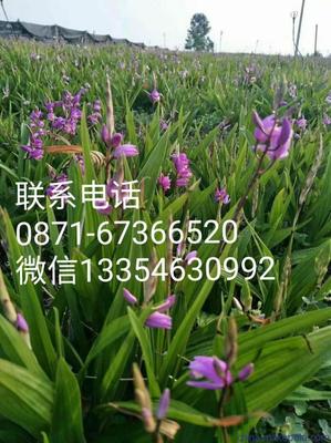 「药材种子种苗」白芨组培苗厂家批发 昆明紫花三叉白芨种苗种植基地直销 药材种苗-昆明云泽农业