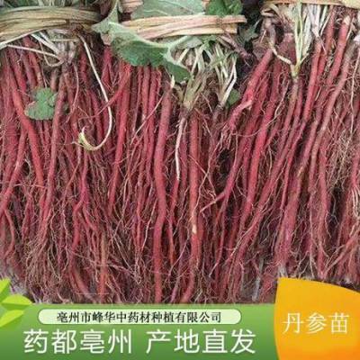 小紫丹参苗 云南小紫丹参种苗、种子供应商 丹参栽培管理技术