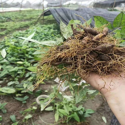 红河地苦胆种苗 青牛胆 中药材种植 基地直供