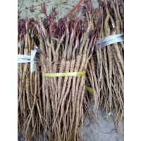亳州谯城区富家中药材种植农民专业合作社