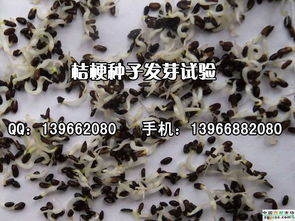 亳州市十八里地产中药材种苗技术推广站 供应产品