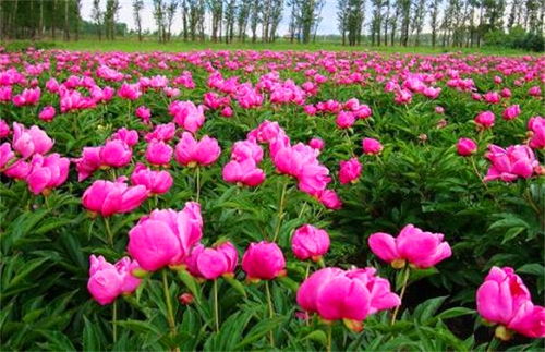 云南白芍 白芍种植 杨帆中药 诚信商家