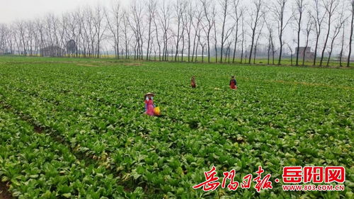 华容 打造农民增收新引擎 助推蔬菜产业高质量发展