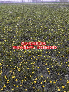 【目前蒲公英种子什么价钱】-