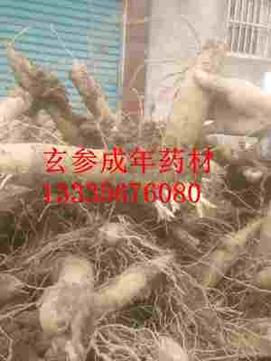 改良玄参种苗,玄参种子批发包邮