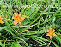【黄芪种植季节/黄芪新种子价格/黄芪亩产量】种子,价格,厂家,供应商,其他动植物种苗,亳州谯城区祥刚中药材种植专业合作社 - 产品库