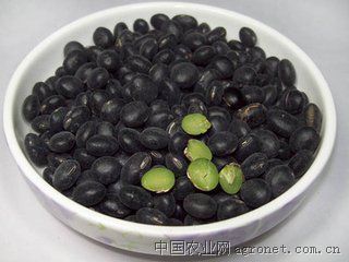 供应黑豆种子,大豆,亳州市十八里药材种苗公司,中国农业网产品库