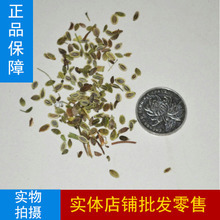 防风种苗_防风种苗价格_优质防风种苗批发/采购 