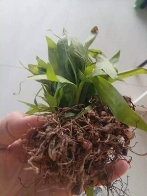白芨种苗 独角莲种苗 贵州独角莲 白芨组培苗 贵阳独角莲 药材种子 药材种苗 贵州中药材种植