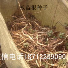 2018药材种子种苗价格 报价 药材种子种苗批发 第3页 种子网