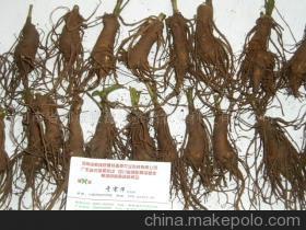 【白术种苗,】价格,厂家,图片,粮食作物种子,河南省郸城县豫林蚕桑农业科技 -