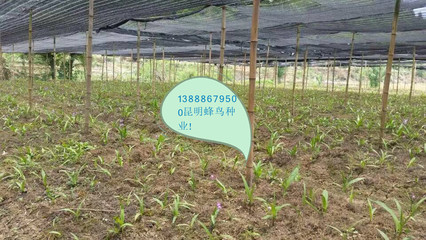 购买药材种子、种苗 云南昆明蜂鸟生物科技的紫花三叉白芨种植--投资小 市场好 利润高图片_高清图_细节图